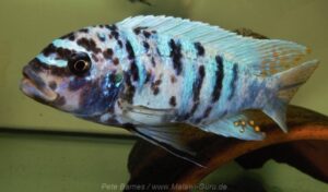 Metriaclima fainzilberi 'Hai Reef'